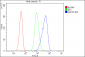 Anti-ZAP70 Antibody Picoband™ (monoclonal, 9D5)